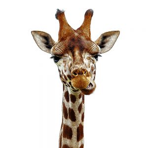 TM1147 giraffe chewing white background