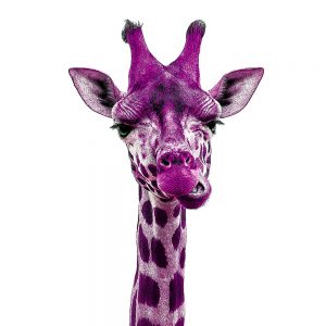 TM1148 giraffe chewing pink white background