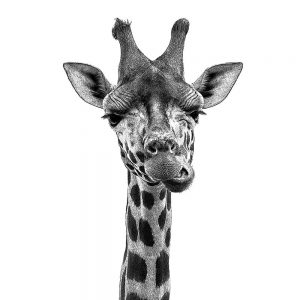 TM1149 giraffe chewing mono white background