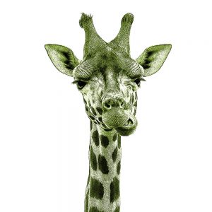 TM1150 giraffe chewing green white background
