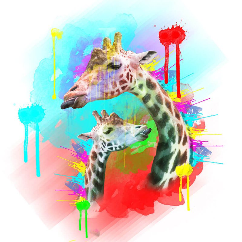 SG1840 giraffe animals calves vibrant colourful colour splash