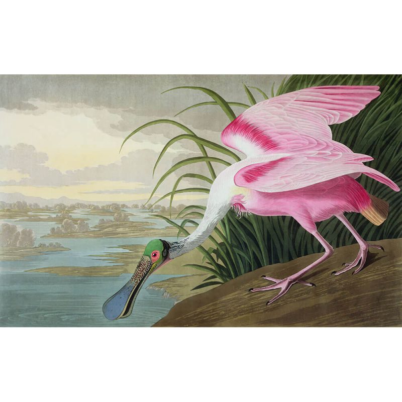 SG1879 roseate spoonbil birds america pink beak bill claws landscape wings reeds river water