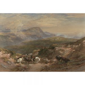 SG1880 highlands animal cattle cow landscape mountain