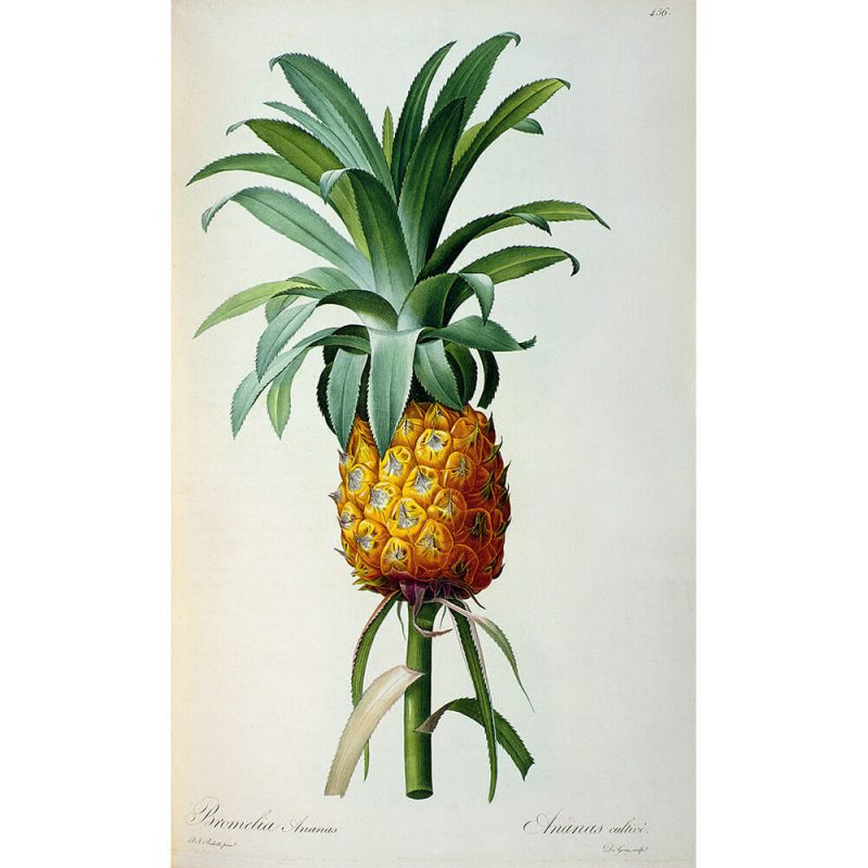 SG1883 botanical pineapple fruit