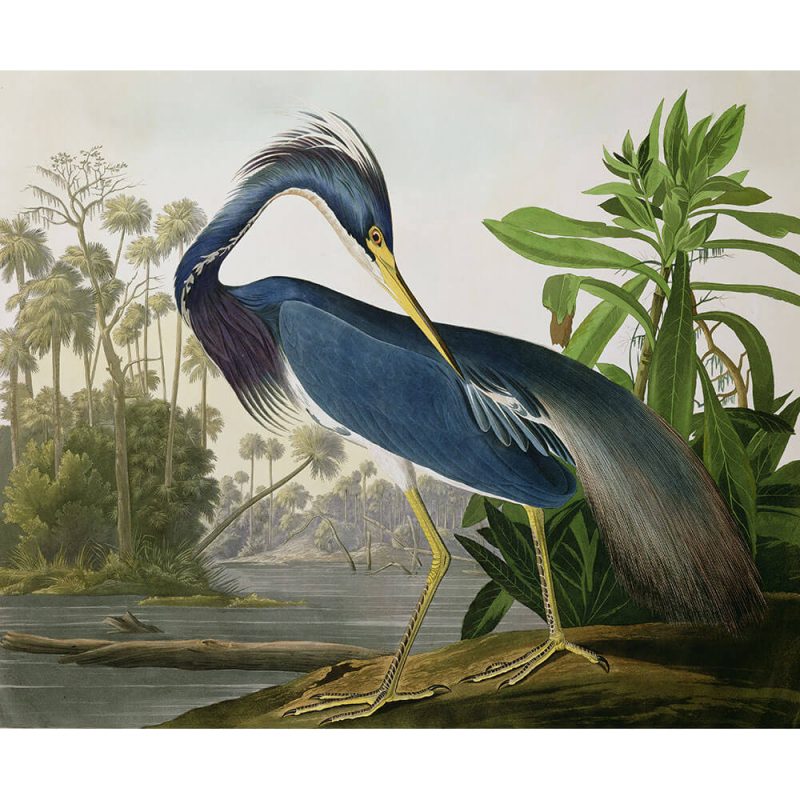 SG1897 birds blue heron river beak bill claws landscape wings water
