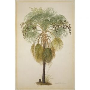 SG1949 australia bauer botanical botanical drawings drawing fan flower illustration palm plant tree