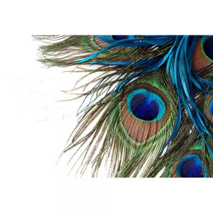 SG1976 exotic peacock feathers