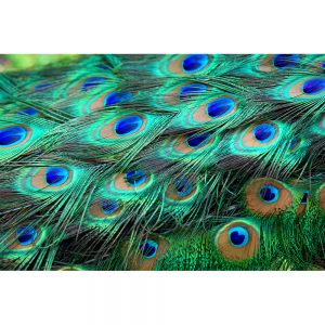 SG1982 colourful peacock feathers
