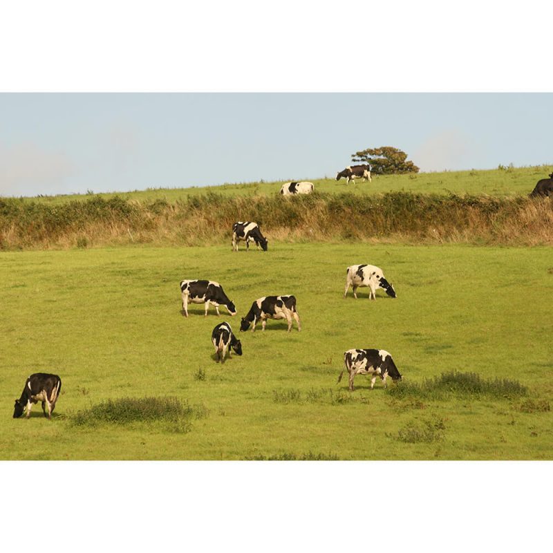 SG1984 cows green pastureland field