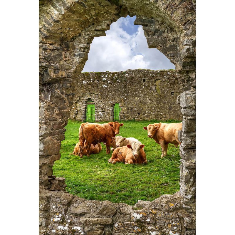 SG2002 ireland irish cows abbey ruins