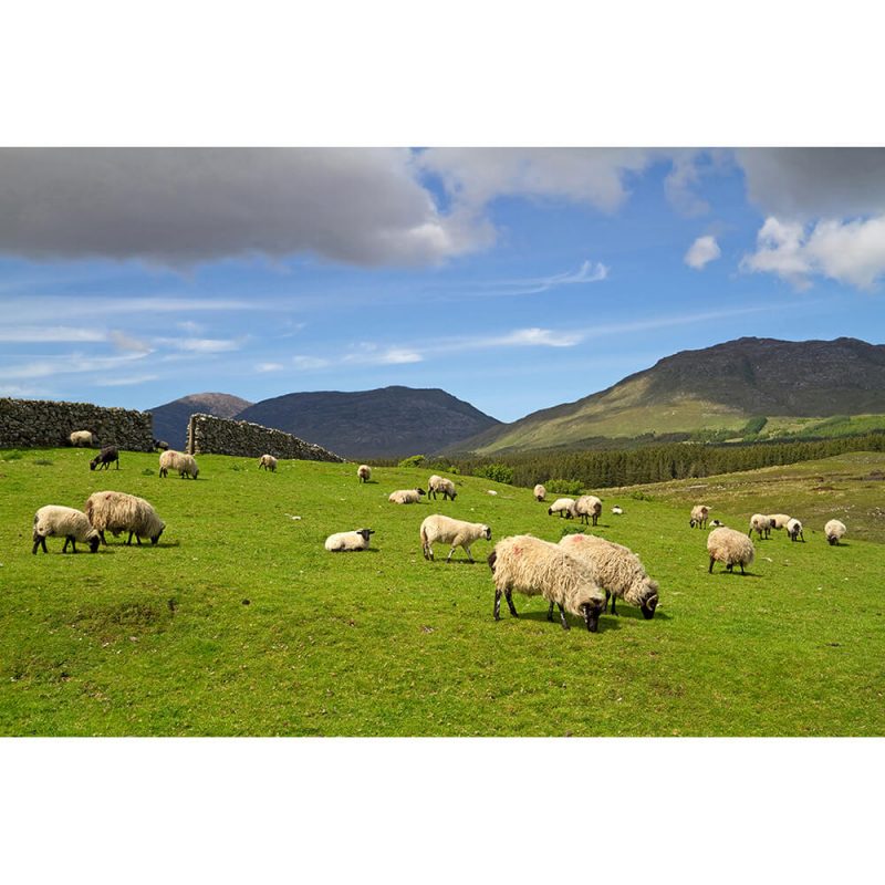 SG2021 sheep rams connemara mountains ireland