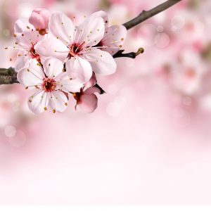 SG2023 spring pink blossom