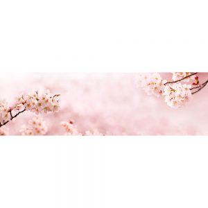 SG2024 spring cherry blossoms full bloom