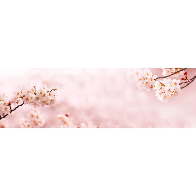 SG2024 spring cherry blossoms full bloom