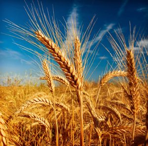 SG2037 wheat field blue sky