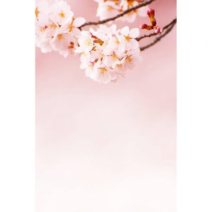 SG2056 cherry blossom branch pink