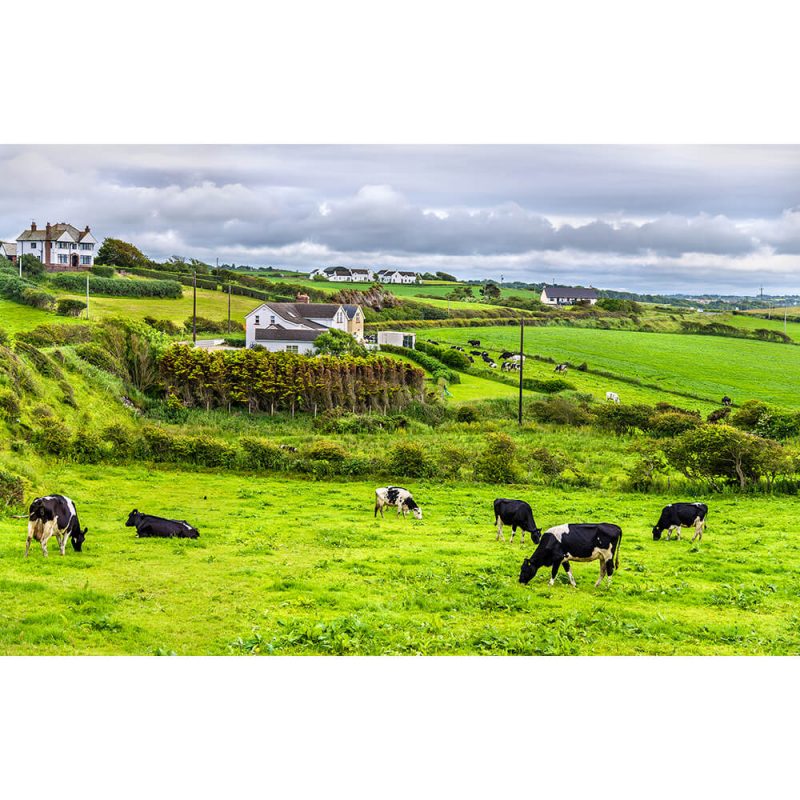 SG2075 ireland herd cows pasture county antrim northern ireland