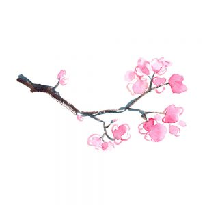 SG2162 branch blooming sakura cherry tree watercolour
