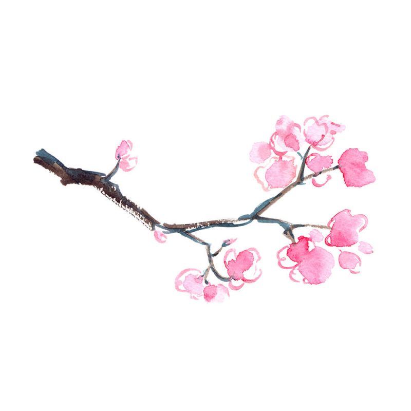 SG2162 branch blooming sakura cherry tree watercolour