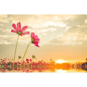 SG2173 cosmos flower sunset background water reflection