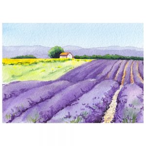 SG2191 lavender blossom floral field rural provence house france