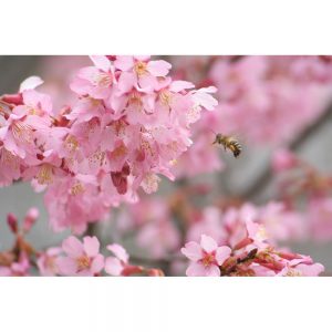 SG2205 osaka japan japanese okamezakura cherry blossoms