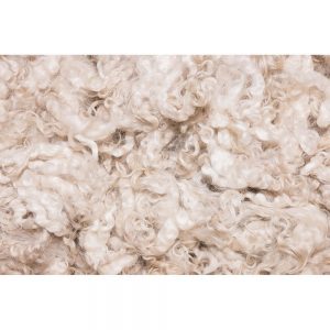 SG2210 unprocessed merino wool