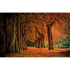 SG2270 autumn colours forest