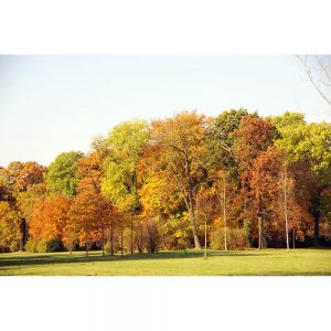 SG2352 coloured trees autumn