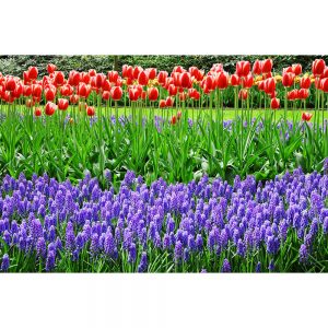 SG2353 colourful holland dutch netherlands field tulip flower