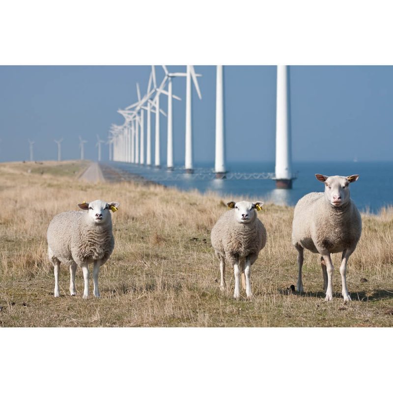 SG2355 netherlands sheep grazing windmills