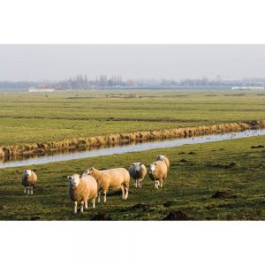 SG2360 netherlands landscape sheep
