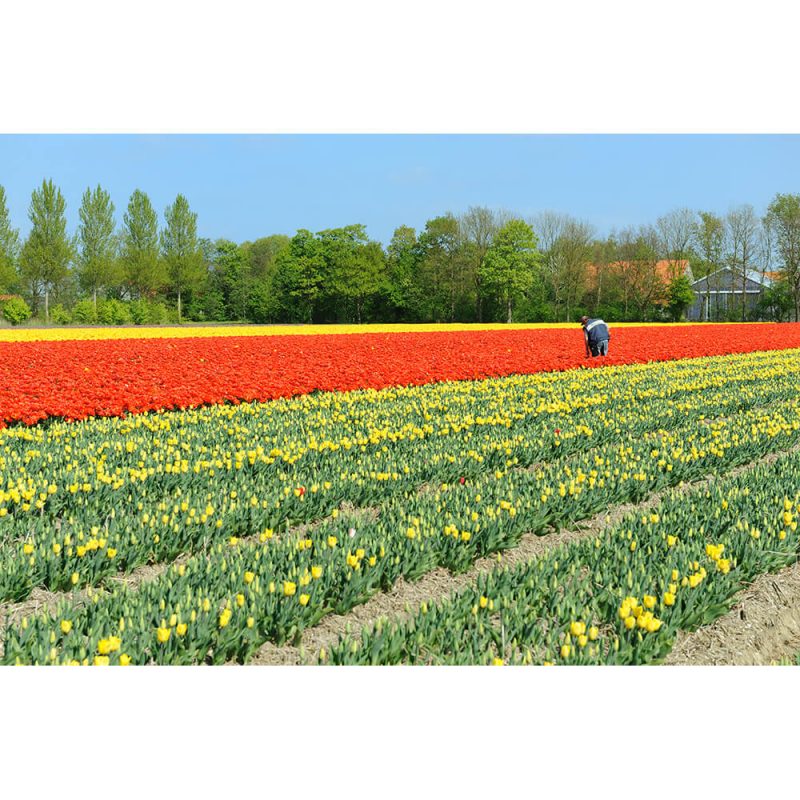 SG2370 netherlands holland flowers bulbs fields