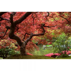 SG2411 japanese maple tree