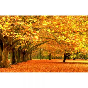 SG2456 park fall autumn orange yellow trees