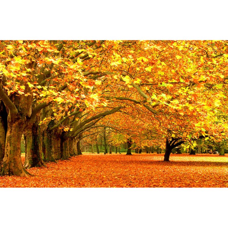 SG2456 park fall autumn orange yellow trees
