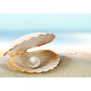 SG2494 shell pearl beach