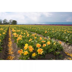SG2504 springtime dutch holland tulips fields netherlands