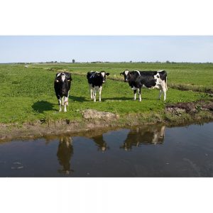 SG2526 cows dutch polder eemnes netherlands holland