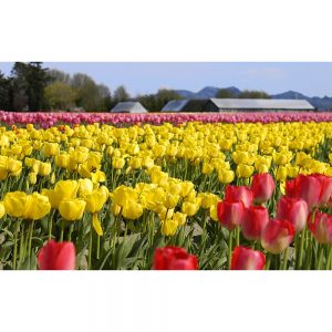 SG2530 tulips field flowers sunny yellow red