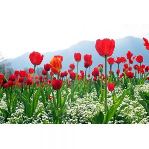 SG2531 tulips field flowers holland dutch red