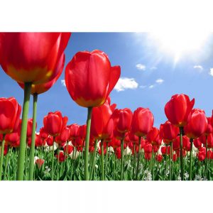 SG2532 tulips field flowers holland dutch red