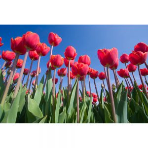 SG2533 tulips field flowers holland dutch red