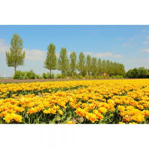 SG2534 tulips field flowers holland dutch yellow