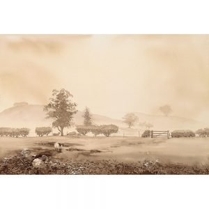 SG500 landscape landscapes farm fields countryside sheep trees fog gates