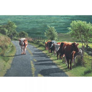 SG543 cows bull break out road lane farm field countryside cattle animals herd