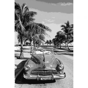 TM1391 automotive cuban cars palms mono