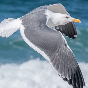 TM1601 birds seagull flight