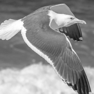 TM1602 birds seagull flight mono