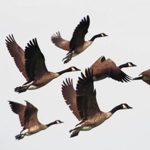 TM1603 birds geese flight